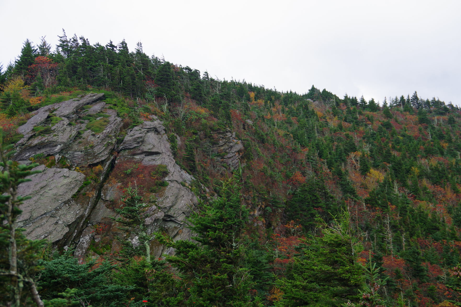 Fall Colors